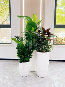 北仑专业花卉出租，给您最贴心的花卉租赁服务